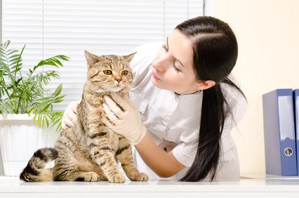 Katze beim Tierarzt Katzenschnupfen