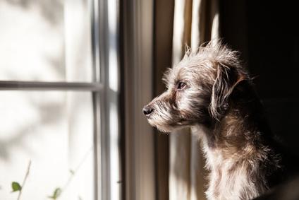 Hund allein zu Hause