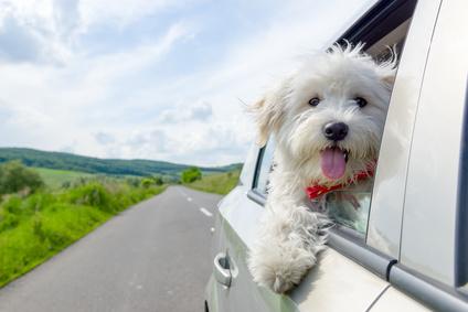 welpen im auto